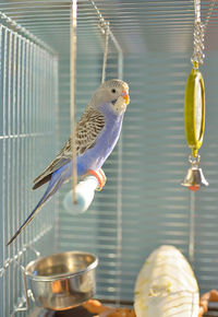 Close-up of birds perching in cage