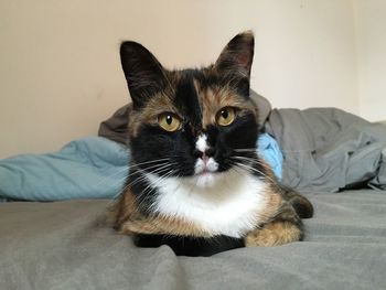 Portrait of cat sitting on bed at home