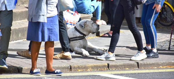 Low section of people with dog on street in city