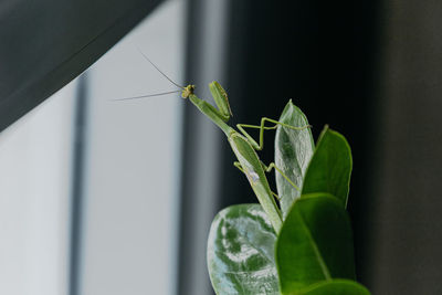 Close-up of insect on plant