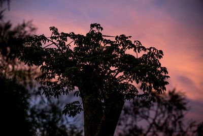 Close-up of silhouette tree against sky