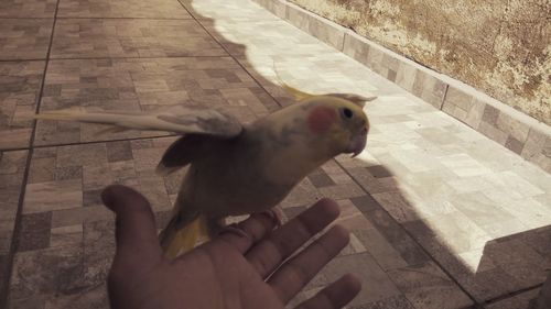 Close-up of hand holding bird