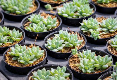 High angle view of succulent plants on table