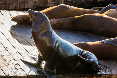 High angle view of animal resting on wood