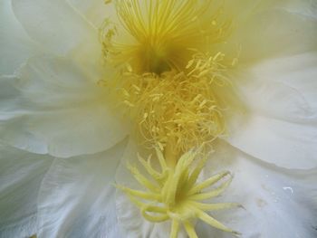 Close-up of yellow hibiscus