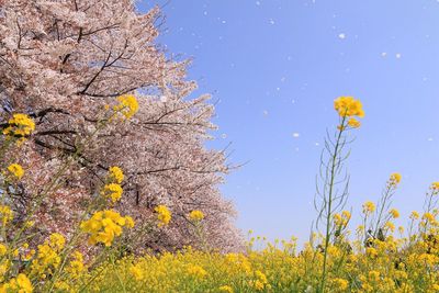 Yellow flowering plant against sky