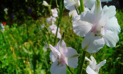 Close-up of flowers blooming outdoors