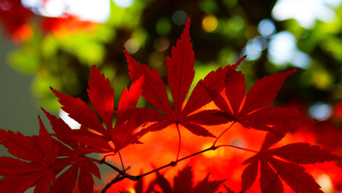 Close-up of leaves on tree