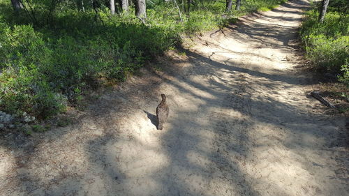 High angle view of bird on land