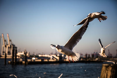 Seagulls flying in the sky