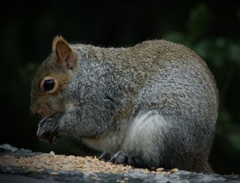 Close-up of squirrel