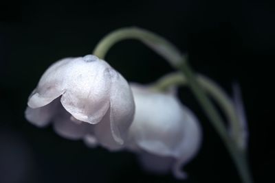 Close-up of white flowering plant against black background