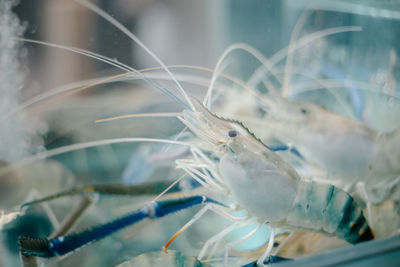 Close-up of fish swimming in sea