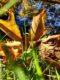 Close-up of leaves on field