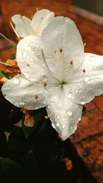 Close-up of raindrops on white day lily blooming outdoors