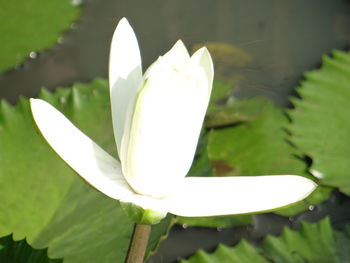 Close-up of white lotus water lily in lake