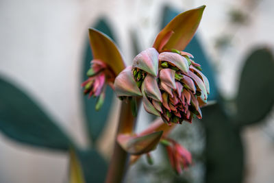 Close-up of purple flowering plant