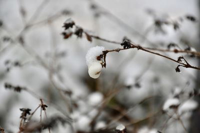 Close-up of frozen plant during winter