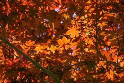 Close-up of maple leaves on tree