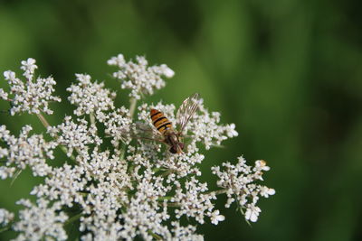 Close-up of bee pollinating flower