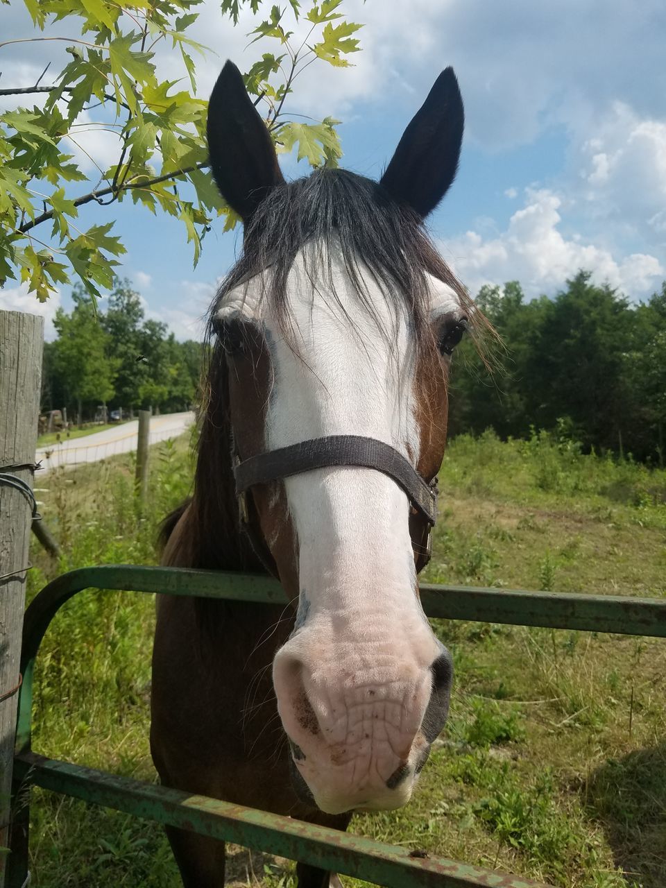PORTRAIT OF HORSE ON FIELD AGAINST SKY