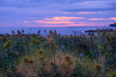 Close-up of plants growing on field against sky during sunset