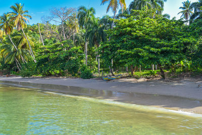 Scenic view of palm trees by sea against sky