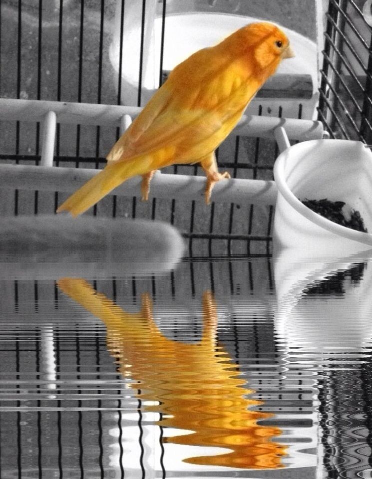 animal themes, bird, water, close-up, indoors, reflection, railing, day, focus on foreground, no people, orange color, high angle view, food and drink, sunlight, one animal, fish, yellow, nature, built structure
