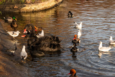 High angle view of swans swimming in lake