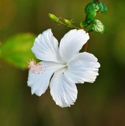 Close-up of white flowering plant