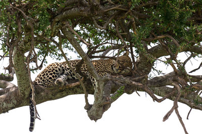 View of a cat resting on tree