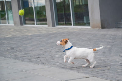 Dog standing on footpath