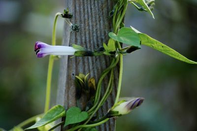 Close-up of white flowering plant