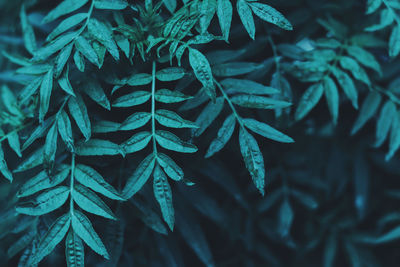Tropical leaves, blue-green leaves, natural leaves