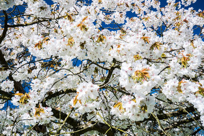 Low angle view of apple blossoms in spring