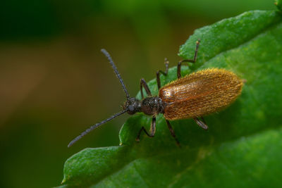 Close-up of insect on leaf