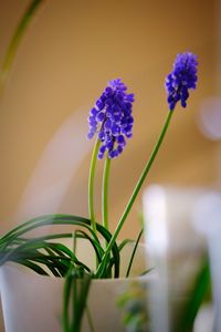 Close-up of purple flowering plant