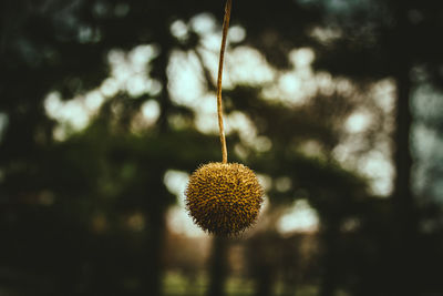 Close-up of plant against blurred background