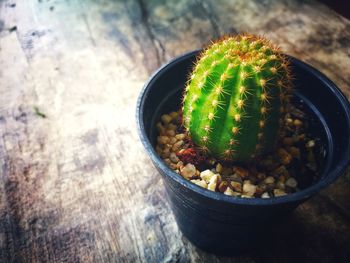 High angle view of potted plant on table