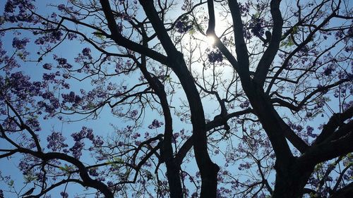 Low angle view of bare trees against sky