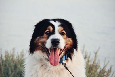 Close-up of dog looking away