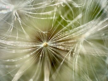 Close-up of dandelion