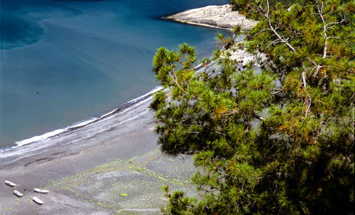 High angle view of trees on beach