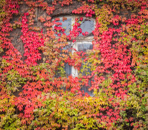 View of red flowering plants