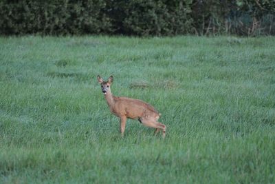 Side view of deer on field