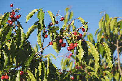 Low angle view of berries growing on tree against sky