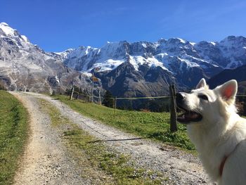 White dog on snow covered mountain against sky