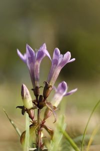 Close-up of purple flowering plant