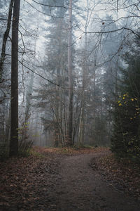 Trees growing in forest during autumn