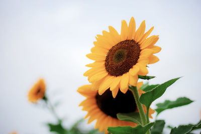 Close-up of sunflower against sky